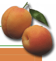 Vitamin B17 from Apricot Power - Photo