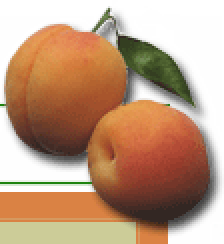 Vitamin B17 from Apricot Power - Photo